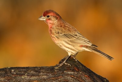 house finch 176