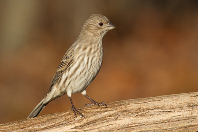 house finch 177
