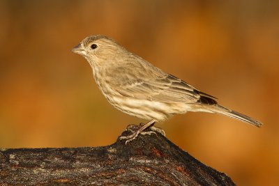 house finch 179