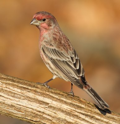 house finch 181