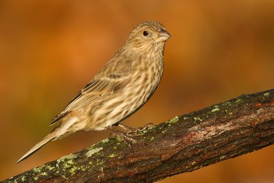 house finch 182