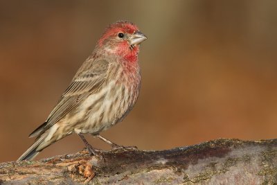house finch 184