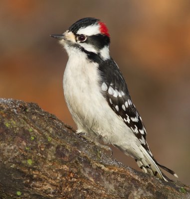 downy woodpecker 351
