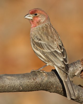 house finch 185
