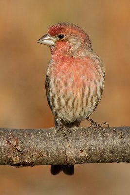 house finch 186