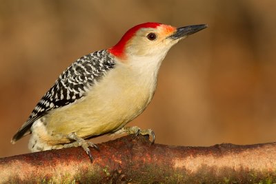 red-bellied woodpecker 234