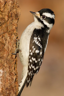 downy woodpecker 352