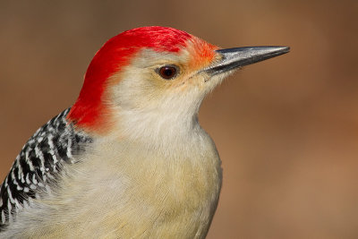 red-bellied woodpecker 235