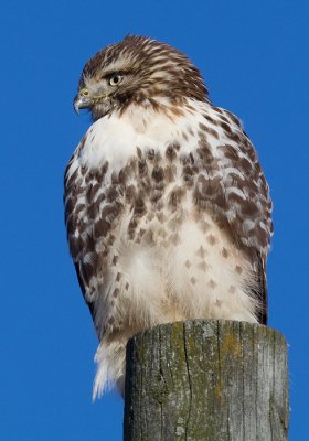 red-tailed hawk 329