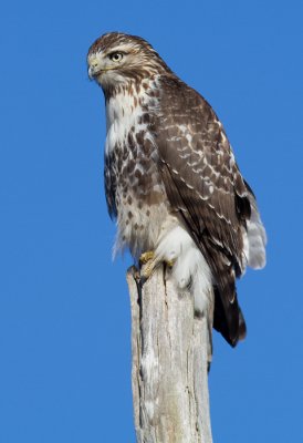 red-tailed hawk 330