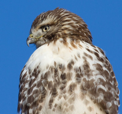 red-tailed hawk 331