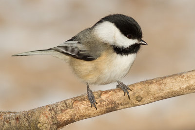 chickadee 550