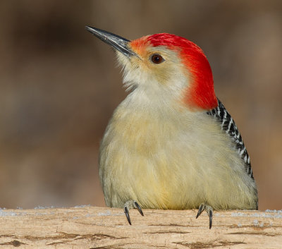 red-bellied woodpecker 236