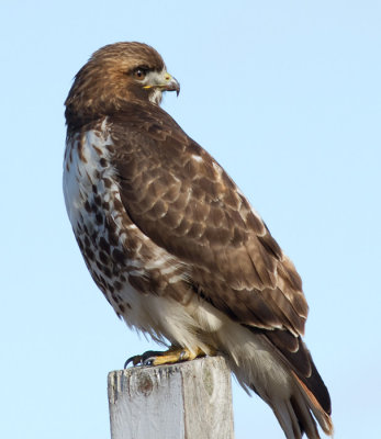 red-tailed hawk 334