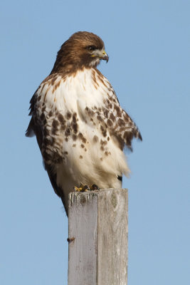 red-tailed hawk 335