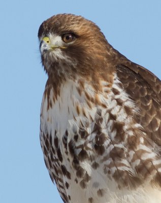 red-tailed hawk 336