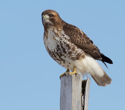 red-tailed hawk 337