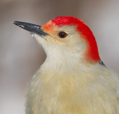 red-bellied woodpecker 237