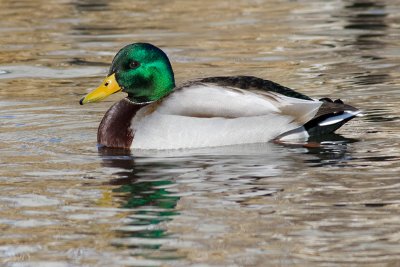 mallard 55