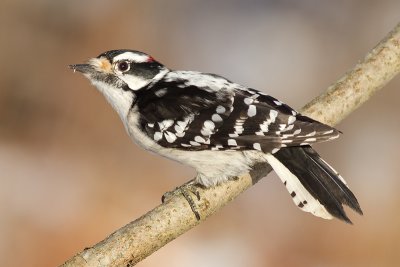 downy woodpecker 354