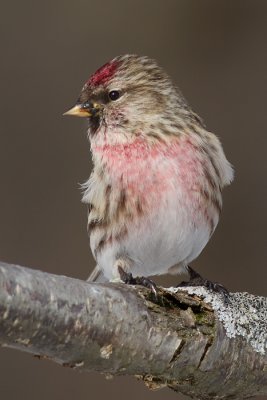 redpoll 45
