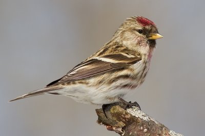 redpoll 47