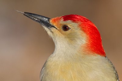 red-bellied woodpecker 239