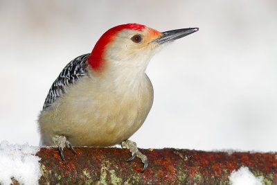 red-bellied woodpecker 240