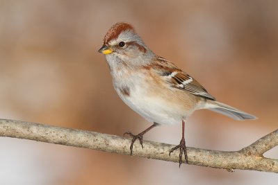 american tree sparrow 104