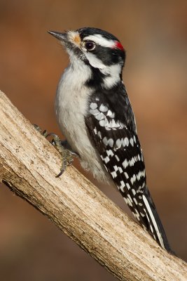 downy woodpecker 355
