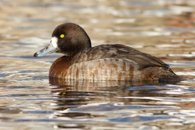 scaup 49