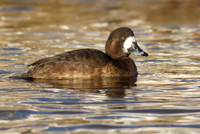 scaup 50
