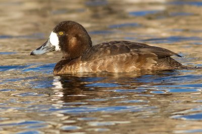 scaup 51