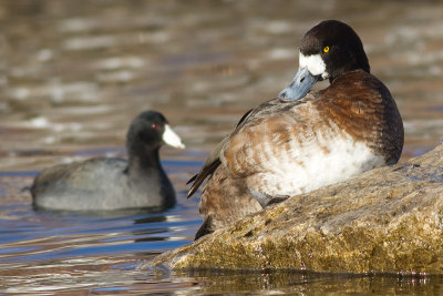 scaup 52