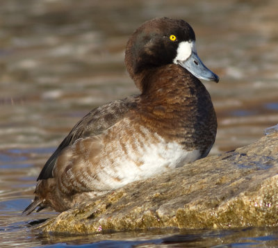 scaup 53