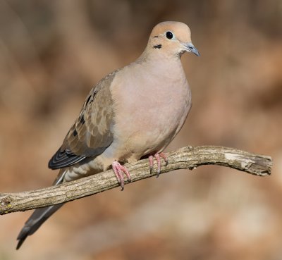 mourning dove 60