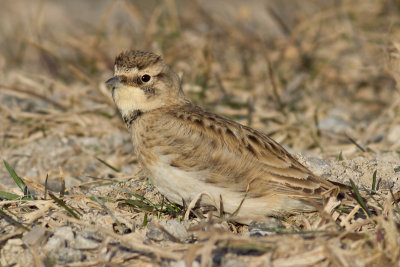 horned lark 73