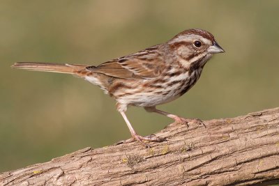 song sparrow 98