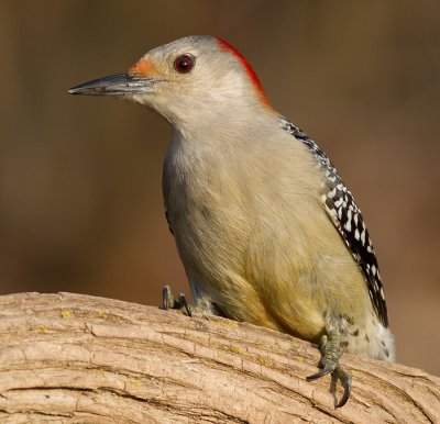 red-bellied woodpecker 241