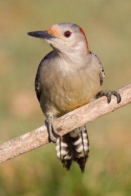 red-bellied woodpecker 242