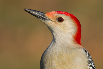 red-bellied woodpecker 243