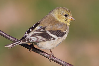 goldfinch 57