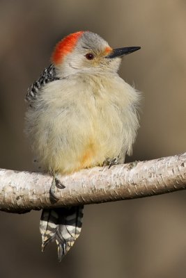 red-bellied woodpecker 245