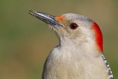 red-bellied woodpecker 246