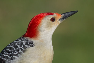 red-bellied woodpecker 247