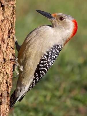 red-bellied woodpecker 248