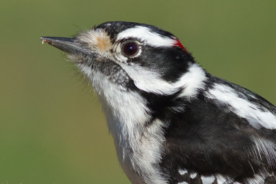 downy woodpecker 357