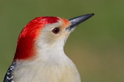 red-bellied woodpecker 250