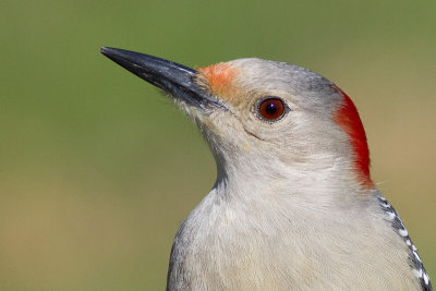 red-bellied woodpecker 251