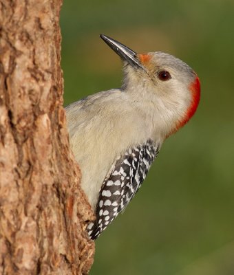 red-bellied woodpecker 252